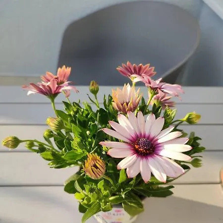 شقة Mit Terrasse In Zentraler Lage *