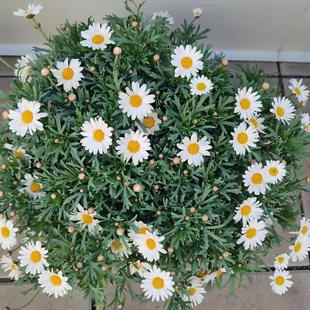 Mit Terrasse In Zentraler Lage شقة *
